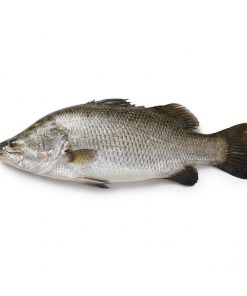 FROZ. BARRAMUNDI WHOLE (GGS) 600/800g - 5kg/ctn - [$/kg]